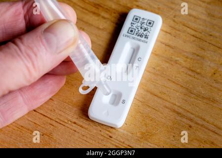NHS Covid-19 Lateral Flow Self-Test, Probe wird zur Testkassette hinzugefügt. Stockfoto