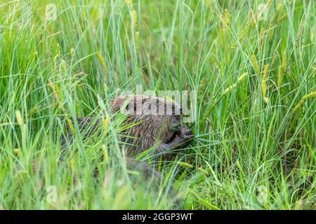 Biber (Rizinusfaser), die Vegetation in der Nähe von Blairgowrie, Schottland, fressen Stockfoto