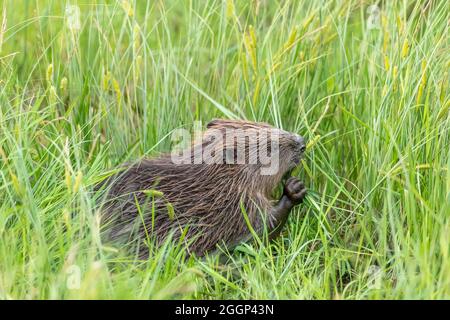 Biber (Rizinusfaser), die Vegetation in der Nähe von Blairgowrie, Schottland, fressen Stockfoto