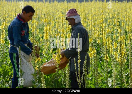 ÄGYPTEN, Bilbeis, SEKEM Bio-Bauernhof, Wüstenanbau, Ernte von Blumen von Mullein, die für natürliche Arzneimittel und Medizin verwendet werden / ÄGYPTEN, Bilbeis, SEKEM Biofarm, Landwirtschaft in der Wueste, Ernte von Blaettern der Koenigskerze Stockfoto