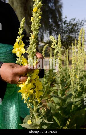 ÄGYPTEN, Bilbeis, SEKEM Bio-Bauernhof, Wüstenanbau, Ernte von Blumen von Mullein, die für natürliche Arzneimittel und Medizin verwendet werden / ÄGYPTEN, Bilbeis, SEKEM Biofarm, Landwirtschaft in der Wueste, Ernte von Blaettern der Koenigskerze Stockfoto