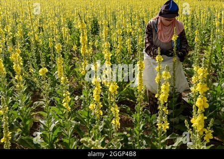 ÄGYPTEN, Bilbeis, SEKEM Bio-Bauernhof, Wüstenanbau, Ernte von Blumen von Mullein, die für natürliche Arzneimittel und Medizin verwendet werden / ÄGYPTEN, Bilbeis, SEKEM Biofarm, Landwirtschaft in der Wueste, Ernte von Blaettern der Koenigskerze Stockfoto