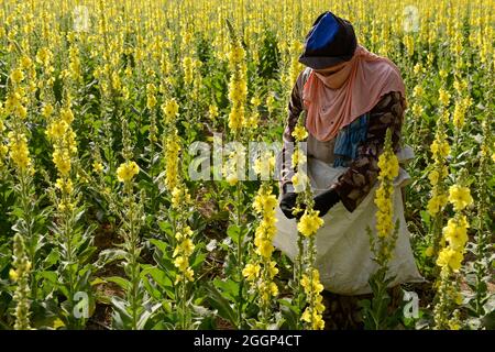 ÄGYPTEN, Bilbeis, SEKEM Bio-Bauernhof, Wüstenanbau, Ernte von Blumen von Mullein, die für natürliche Arzneimittel und Medizin verwendet werden / ÄGYPTEN, Bilbeis, SEKEM Biofarm, Landwirtschaft in der Wueste, Ernte von Blaettern der Koenigskerze Stockfoto