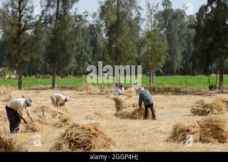 ÄGYPTEN, Bilbeis, SEKEM Bio-Bauernhof, Wüstenanbau, manuelle Weizenernte / ÄGYPTEN, Bilbeis, SEKEM Biofarm, Landwirtschaft in der Wueste, Ernte von Weizen Stockfoto