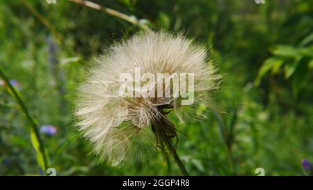 Nahaufnahme einer Wildblume, die bereit ist, ihre Samenflaumchen mit hohem Gras von einem Feld im Hintergrund in den Wind zu streuen. Stockfoto