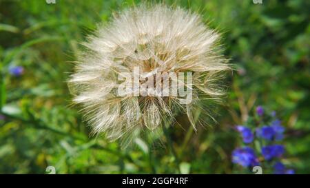 Nahaufnahme einer Wildblume, die bereit ist, ihre Samenflaumchen mit hohem Gras von einem Feld im Hintergrund in den Wind zu streuen. Stockfoto