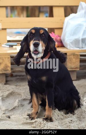 Alte fröhliche englische Cocker Spaniel mit braunen Augen sitzt auf dem Meer Sand, schwarz und braun, Jagdhund. Spazieren und entspannen Sie am Strand mit einem Tier, kostenlos Stockfoto