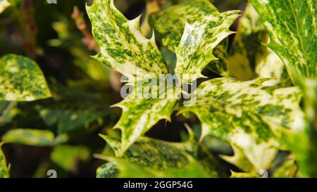Nahaufnahme der grünen und weißen Blätter auf einem stechigen Olivenstrauch, der in einem Garten im Sonnenlicht wächst. Stockfoto
