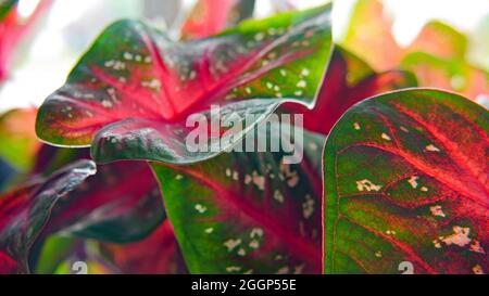 Nahaufnahme der weiß gefleckten roten und grünen Blätter auf einem Caladium-Herz der jesus-Pflanze. Stockfoto