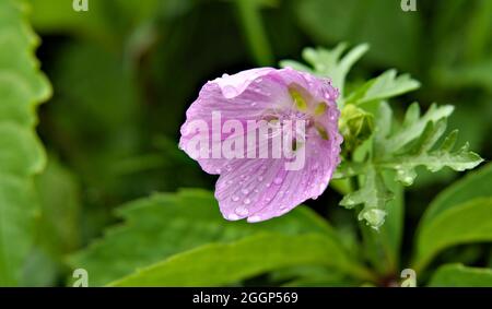 Nahaufnahme der rosa Blume auf einer wilden Moschusmalche, die in üppiger Vegetation wächst, mit Regentropfen auf ihren Blütenblättern von einem regnerischen Tag. Stockfoto