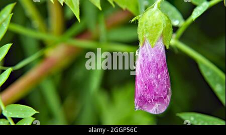Nahaufnahme der rosa Blume auf einer wilden Moschusmalche, die in üppiger Vegetation wächst, mit Regentropfen auf ihren Blütenblättern von einem regnerischen Tag. Stockfoto