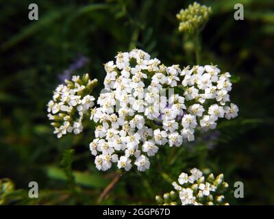 Nahaufnahme der winzigen weißen Blüten einer gewöhnlichen Schafgarbe, die auf einem Feld wächst. Stockfoto