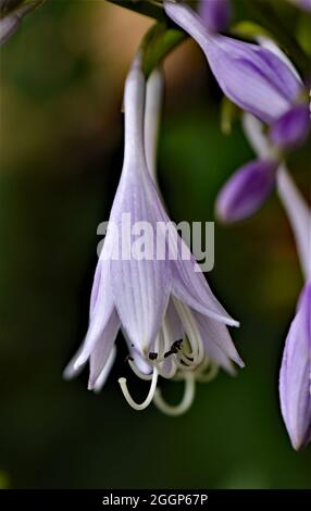 Nahaufnahme der violetten Blumen auf einer Wegerich-Lilie, die in einem Blumengarten mit einer Ziegelwand im Hintergrund wächst. Stockfoto