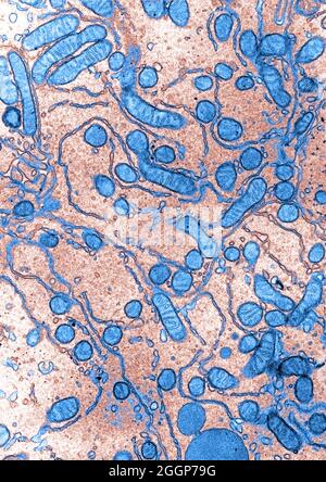 Kolorierte Transmissionselektronenmikroskopie (TEM) einer Zelle aus dem Ductulus efferens des Erdhörnchens. Stockfoto