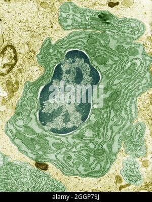 Koloriertes Transmissionselektronenmikroskop (TEM) der Darmzelle, zeigt den Zellkern und das umgebende endoplasmatische Retikulum und Mitochondrien. Stockfoto