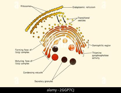 Koloriertes Diagramm des Golgi-Apparates, assoziierte Zisternen des endoplasmatischen Retikulums und Übergangsbläschen, die Quanten sekretorischen Materials vom Retikulum zum Golgi transportieren. Stockfoto