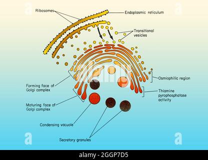 Koloriertes Diagramm des Golgi-Apparates, assoziierte Zisternen des endoplasmatischen Retikulums und Übergangsbläschen, die Quanten sekretorischen Materials vom Retikulum zum Golgi transportieren. Stockfoto