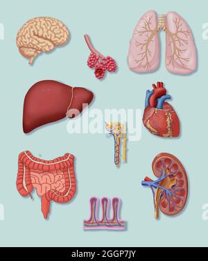 Eine Auswahl von Organen mit empfindlichen Gefäßsystemen. Stockfoto