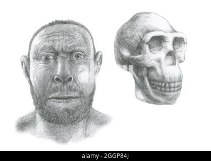 Homo Erectus-Schädels und Gesichts-Rekonstruktion.  Homo Erectus lebte zwischen 1,6 und 0,3 Millionen Jahren war die am weitesten verbreitete der Hominiden (mit Ausnahme des modernen Menschen) Stockfoto