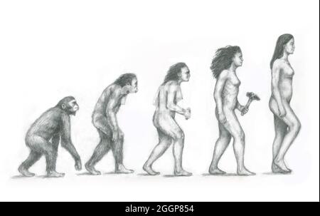 Menschlichen Evolution. Artwork der Evolution der Hominiden (weiblich) aus unserer fernen Vorfahren Tag Menschen (Homo Sapiens) zu präsentieren. Stockfoto