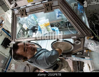 Expedition 65 Kommandant Akihiko Hoshide von der Japan Aerospace Exploration Agency (JAXA) untersucht Tardigraden, auch als Wasserbären bekannt, in der Life Sciences Glovebox des Kibo-Labormoduls. Stockfoto