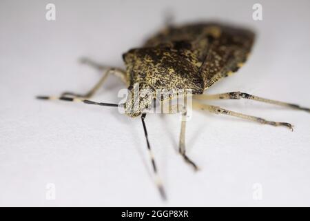 Makro-Nahaufnahme eines isolierten melierten Schildbugs (Rhaphigaster nebulosa) auf weißem Hintergrund (Fokus auf Kopf) Stockfoto