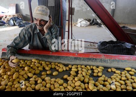 ÄGYPTEN, Farafra, Kartoffelanbau in der Wüste, Verpackungshaus der Daltex Corporation, Kartoffelsortierung nach der Ernte / AEGYPTEN, Farafra, Daltex Corporation, Kartoffelanbau in der Wueste, Sortierung von Kartoffeln in der Packhalle Stockfoto