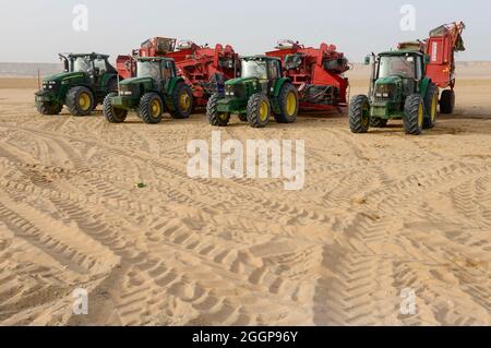 ÄGYPTEN, Farafra, Kartoffelanbau in der Wüste, Daltex Corporation, John Deere-Traktoren mit Grimme-Erntemaschinen/ AEGYPTEN, Farafra, Daltex Corporation, Kartoffelanbau in der Wueste Stockfoto