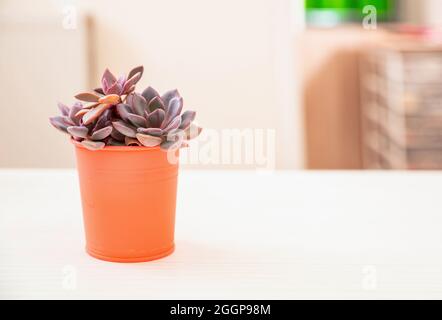 Eine Pflanze in einem Topf, auf einem weißen Schreibtisch, verwischt den Hintergrund im Innenraum. Platz kopieren, Vorlage Stockfoto