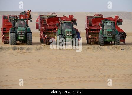 ÄGYPTEN, Farafra, Kartoffelanbau in der Wüste, Daltex Corporation, John Deere-Traktoren mit Grimme-Erntemaschinen/ AEGYPTEN, Farafra, Daltex Corporation, Kartoffelanbau in der Wueste Stockfoto