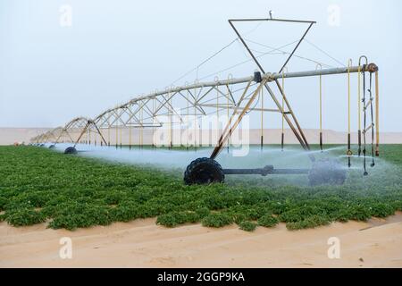 Ägypten, Farafra, Kartoffel Landwirtschaft in der Wüste, pivot Kreis Bewässerung bei United Farmen, die fossile Grundwasser aus dem Nubischen Sandstein Aquifer ist ab 1000 Meter tiefen Brunnen gepumpt/AEGYPTEN, Farafra, United Bauernhöfe, Kartoffelanbau in der Wueste, sterben kreisrunden Felder mit werdener Pivot Kreisbewaesserungsanlagen mit fossilem Grundwasser des Nubischer Sandstein-Aquifer aus 1000 Meter tiefen Brunnen bewaessert Stockfoto