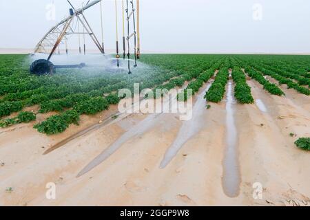 Ägypten, Farafra, Kartoffel Landwirtschaft in der Wüste, pivot Kreis Bewässerung bei United Farmen, die fossile Grundwasser aus dem Nubischen Sandstein Aquifer ist ab 1000 Meter tiefen Brunnen gepumpt/AEGYPTEN, Farafra, United Bauernhöfe, Kartoffelanbau in der Wueste, sterben kreisrunden Felder mit werdener Pivot Kreisbewaesserungsanlagen mit fossilem Grundwasser des Nubischer Sandstein-Aquifer aus 1000 Meter tiefen Brunnen bewaessert Stockfoto