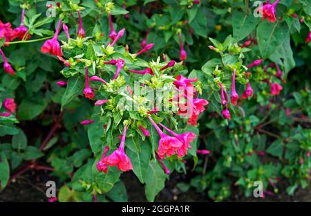 Das Wunder von Peru, vier-Uhr-Blumen (Mirabilis jalapa) Stockfoto