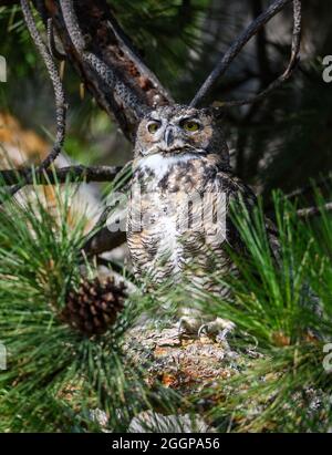 Eine große gehörnte Eule (Bubo virginianus), die auf einer Kiefer thront. Malheur National Wildlife Refuge. Burns, Oregon, USA. Stockfoto