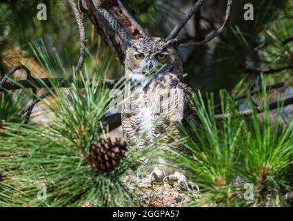 Eine große gehörnte Eule (Bubo virginianus), die auf einer Kiefer thront. Malheur National Wildlife Refuge. Burns, Oregon, USA. Stockfoto