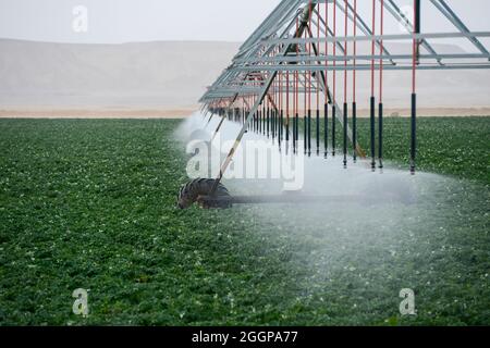 Ägypten, Farafra, Kartoffel Landwirtschaft in der Wüste, pivot Kreis Bewässerung bei United Farmen, die fossile Grundwasser aus dem Nubischen Sandstein Aquifer ist ab 1000 Meter tiefen Brunnen gepumpt/AEGYPTEN, Farafra, United Bauernhöfe, Kartoffelanbau in der Wueste, sterben kreisrunden Felder mit werdener Pivot Kreisbewaesserungsanlagen mit fossilem Grundwasser des Nubischer Sandstein-Aquifer aus 1000 Meter tiefen Brunnen bewaessert Stockfoto