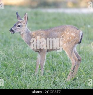 Fawn Black-tailed Deer grasen. Foothills Park, Santa Clara County, Kalifornien, USA. Stockfoto