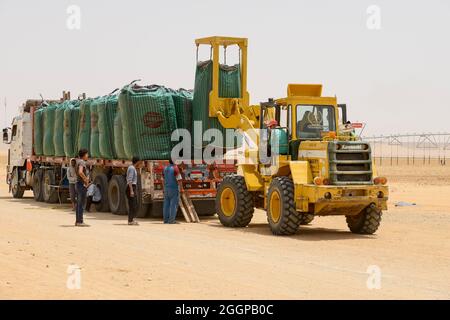 ÄGYPTEN, Farafra, Kartoffelanbau in der Wüste, Ernte bei United Farms, Verladung von Big Bags mit Potatos auf LKWs, die großen Felder werden von Pivot-Kreis-Bewässerungssystemen bewässert, das fossile Grundwasser aus dem nubischen Sandsteinaquifer wird aus 1000 Meter tiefen Brunnen gepumpt / AEGYPTEN, Farafra, United Farms, Kartoffelanbau in der Wüste, Laden nach der Ernte auf KW, die kreisrunden Felder werden mit Pivot Kreisbefallungsanlagen mit fossilem Grundwasser des Nubischen Sandstein-Aquifer aus 1000 Meter tiefen Brunnen bewährt Stockfoto