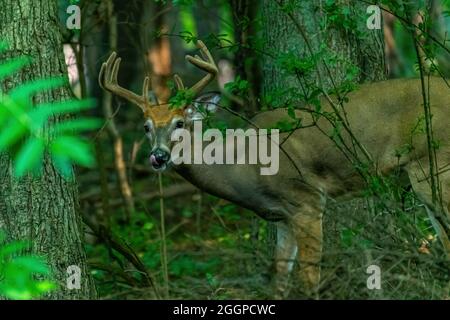 Ein männlicher Weißschwanzhirse (Odocoileus virginianus) Buck mit großem Geweih, der durch den Wald in Michigan, USA, guckt. Stockfoto