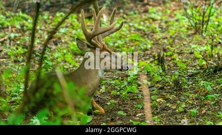 Ein männlicher Weißschwanzhirse (Odocoileus virginianus) Buck mit großen Geweihen, die auf dem Boden in einem Wald in Michigan, USA, liegen. Stockfoto