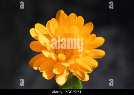 Ringelblume, Calendula officinalis, Ringelblume Stockfoto