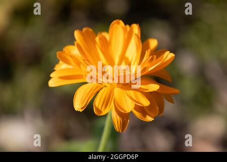 Ringelblume, Calendula officinalis, Ringelblume Stockfoto