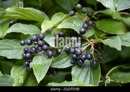 Die Beeren des gewöhnlichen Dogwaldes Stockfoto