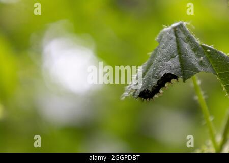 Raupe einer Karte (Araschnia levane) auf einer Brennnessel Stockfoto