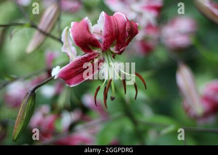 Wunderschöne rosa und weiße Tigerlilien mit Staubgefäß und Blütenblättern Stockfoto
