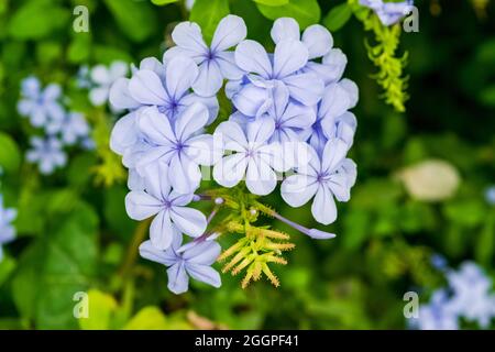 Nahaufnahme einer schönen Cape plumbago Pflanze mit ihren charakteristischen Blüten. Beachten Sie die unglaubliche violette Farbe der Blütenblätter. Stockfoto