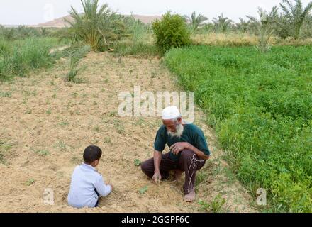 ÄGYPTEN, Oasis El-Wahat el-Bahariya, Wüstenfarmen mit solarbetriebener Pumpe, Feld eines Kleinbauern / AEGYPTEN, Oase Bahariyya, Feld eines Kleinbauern, das mit einer Solar betriebenen Pumpe bewaessert wird Stockfoto