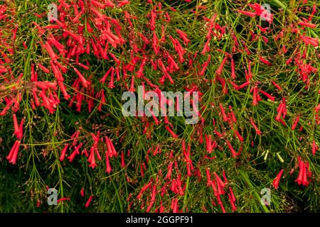 Nahaufnahme einer schönen Russelia equisetiformis Pflanze mit ihren charakteristischen Blüten. Beachten Sie die unglaubliche rote Farbe der Blütenblätter. Stockfoto