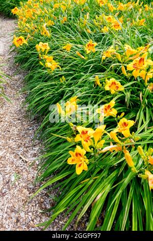 Garten der Tageslilien Gelbe Hemerocallis Grenzen an Tageslilien Gartenblumen Mulch Stockfoto