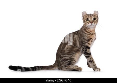 Schöne braune gestromte American Curl Kurzhaar Katze, sitzend Seitenwege. Blick auf die Kamera. Isolatd auf weißem Hintergrund. Stockfoto